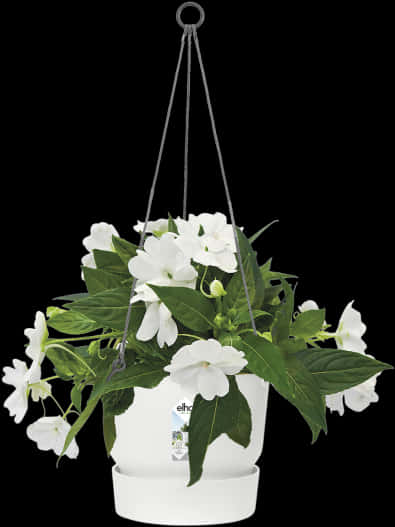 A White Flower In A Pot