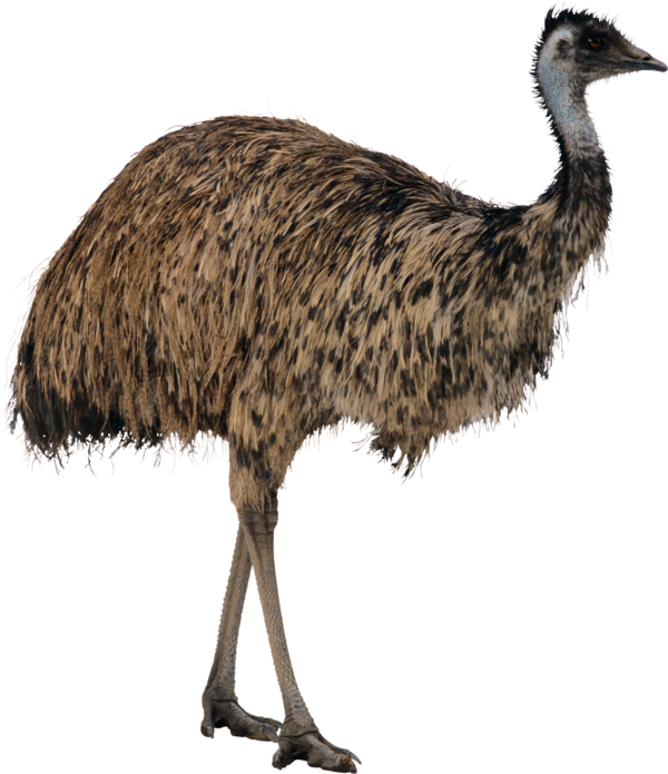 Emu PNG