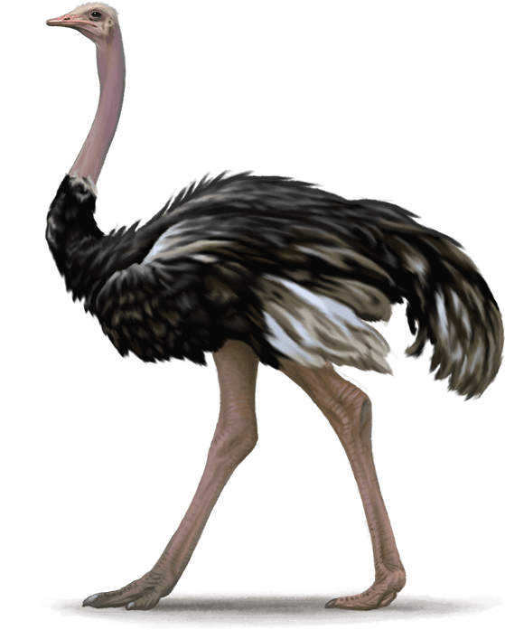 A Bird With Long Beak And Long Legs