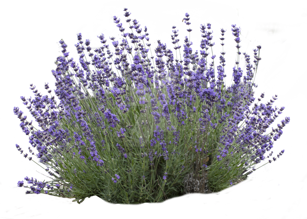 A Bush Of Purple Flowers