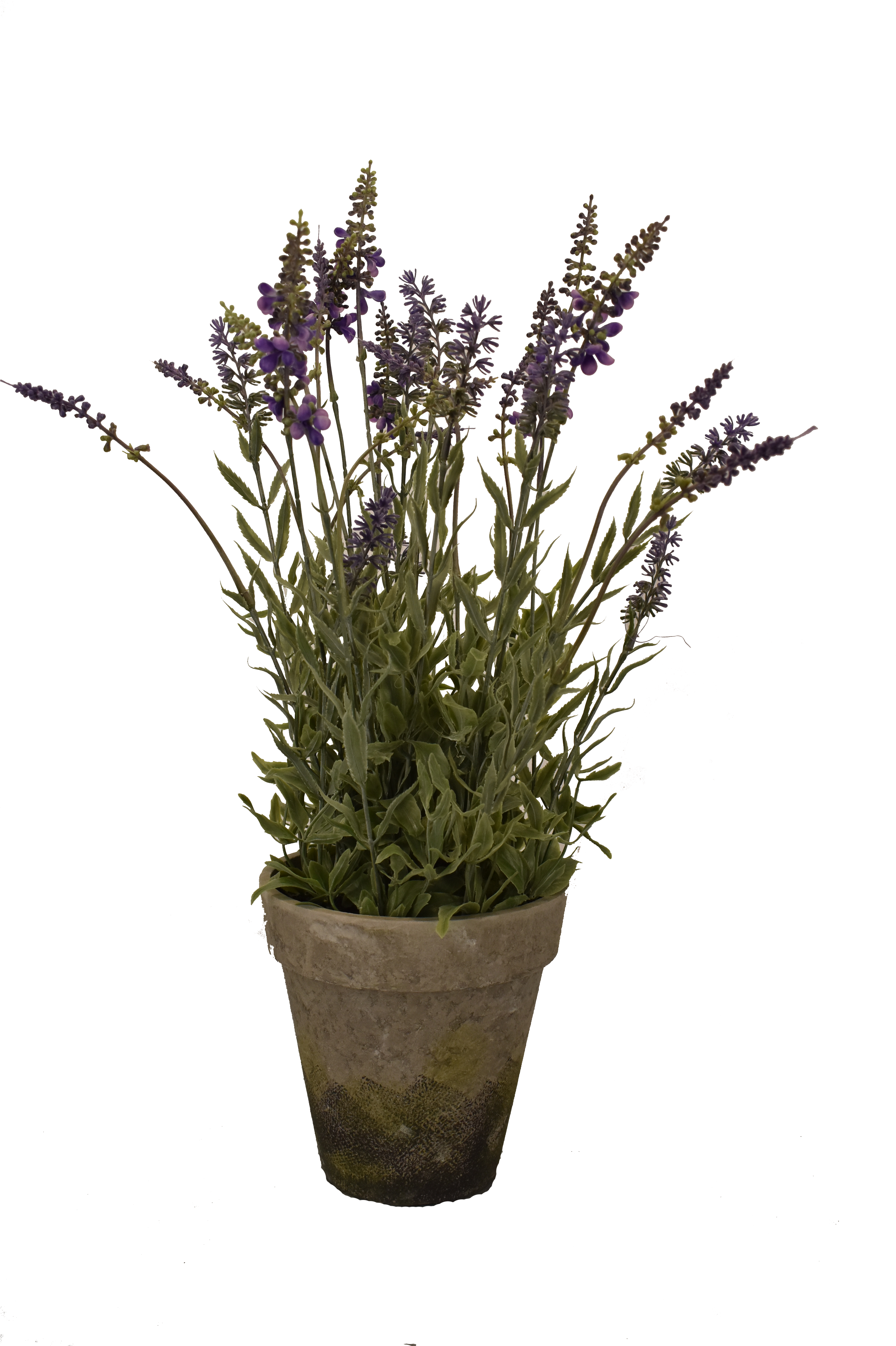 A Potted Plant With Purple Flowers