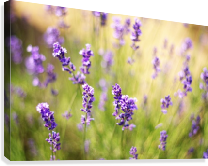 English Lavender Png