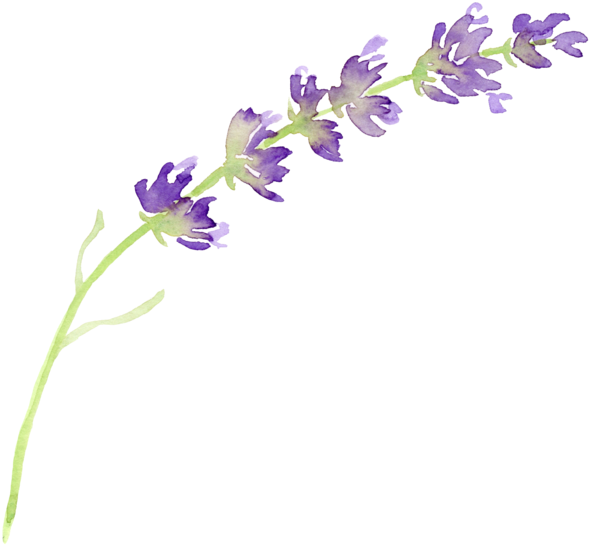 A Purple Flower On A Black Background