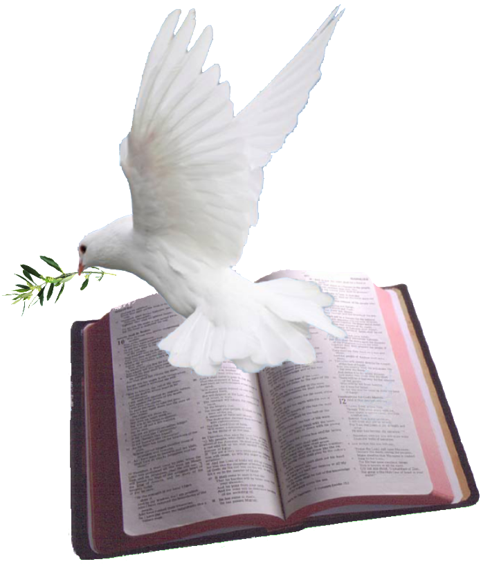 A White Dove Flying Over A Bible