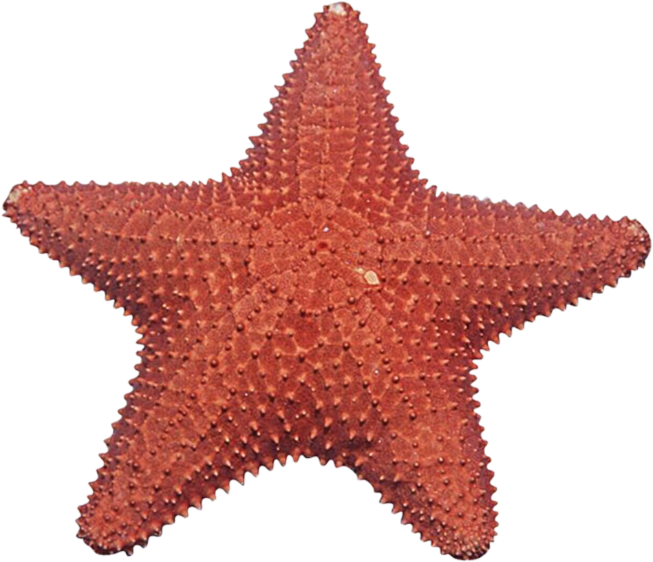 Estrela Png 949 X 816
