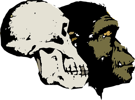A Skull And Monkey Head