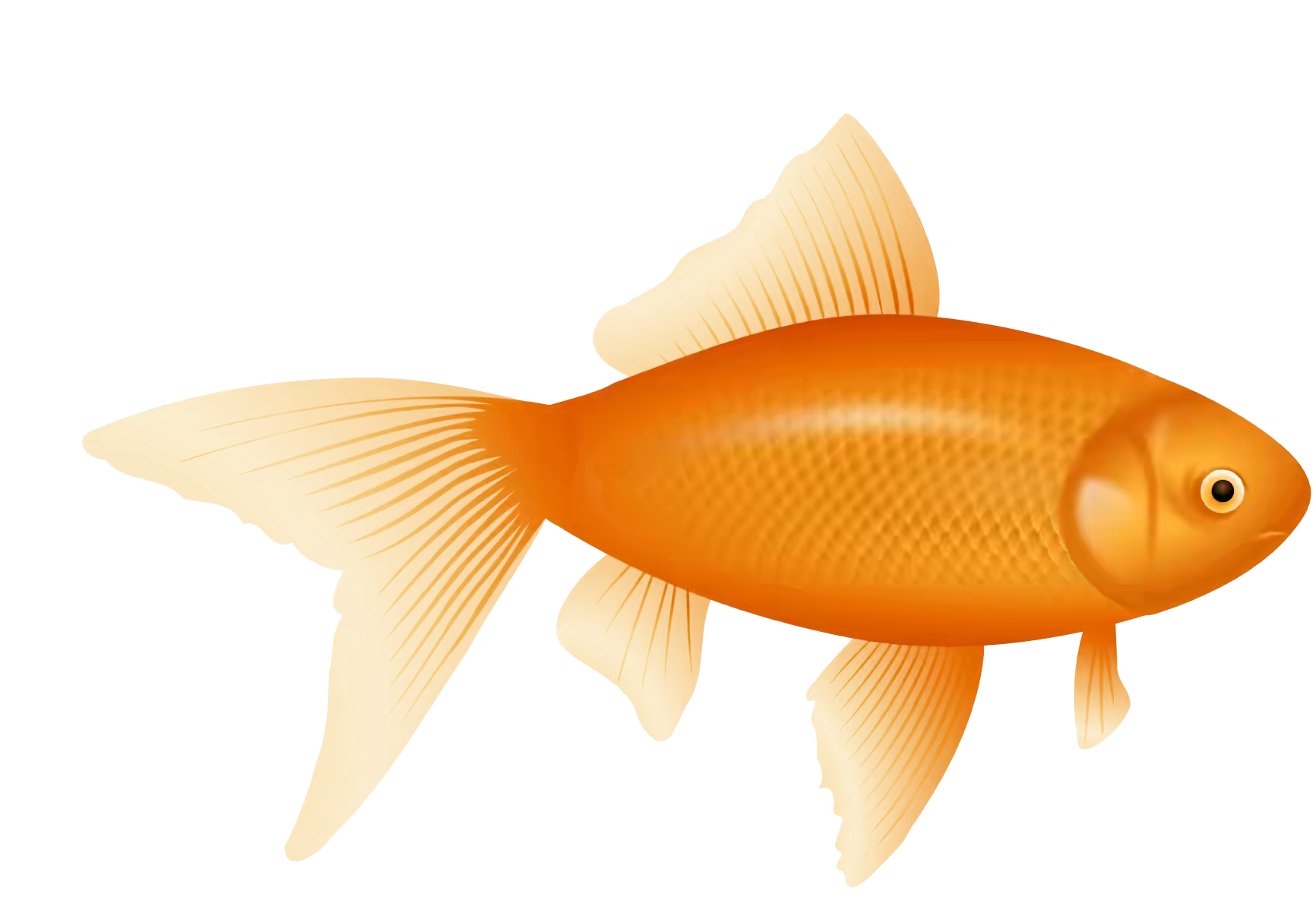 A Goldfish With Black Background