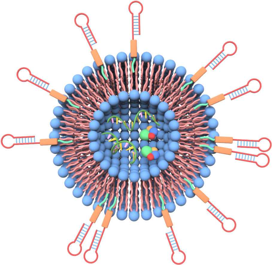 Extracellular Vesicles - Nanovesicles For Drug Delivery, Hd Png Download