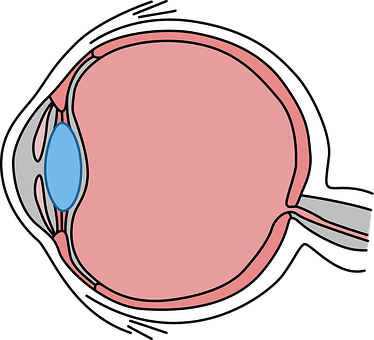 A Diagram Of A Human Eye