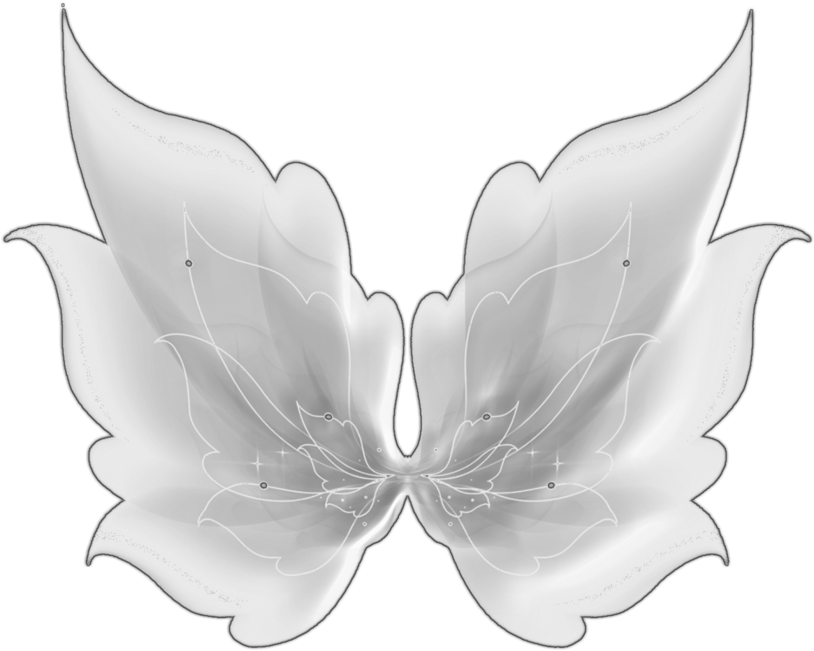 A Black And White Butterfly Wings