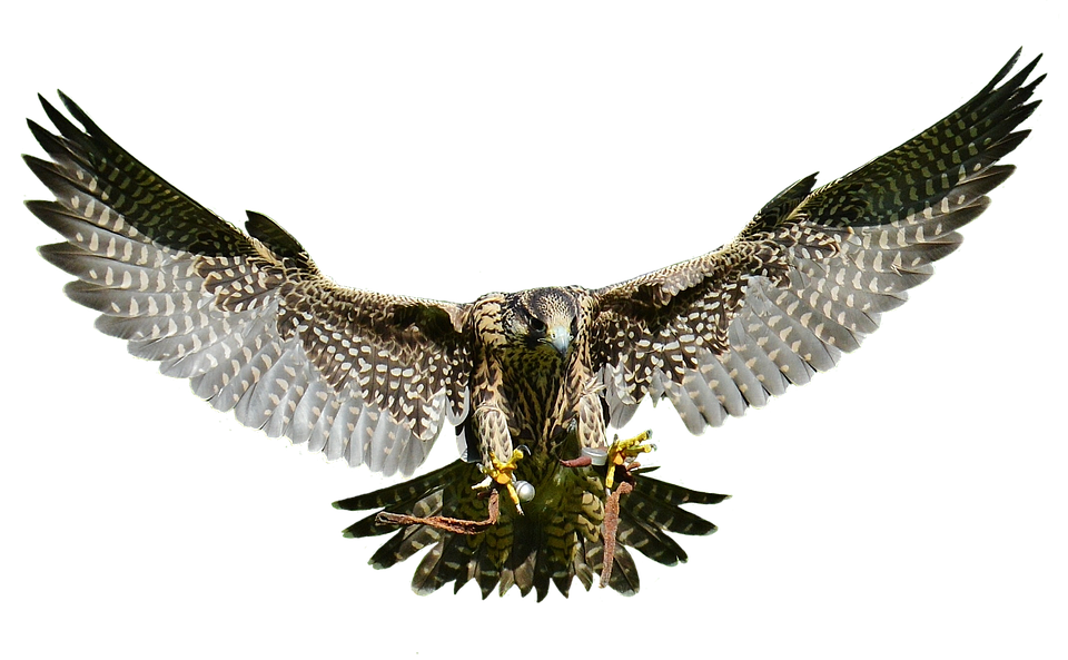 A Bird Flying With Wings Spread