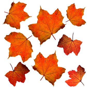 A Group Of Orange And Red Leaves