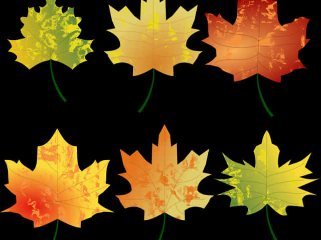 A Group Of Maple Leaves