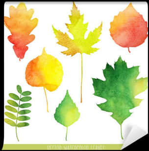 A Collection Of Watercolor Leaves