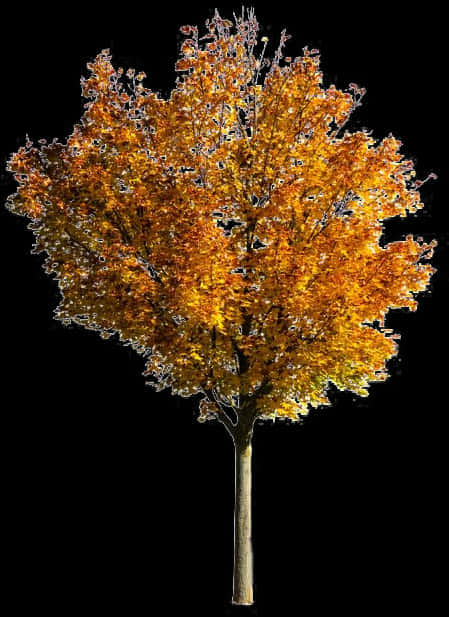 A Tree With Orange Leaves