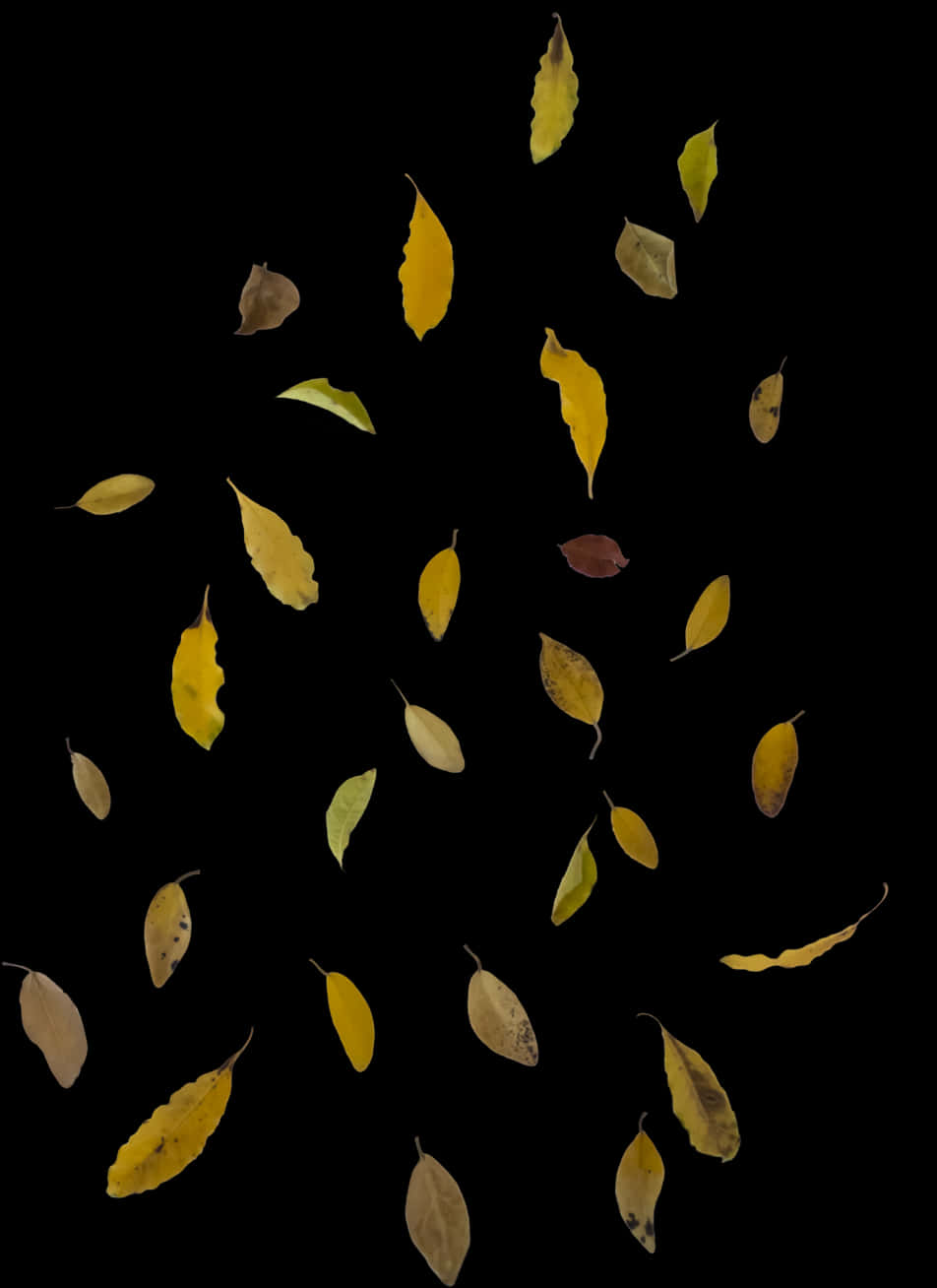A Group Of Leaves Falling