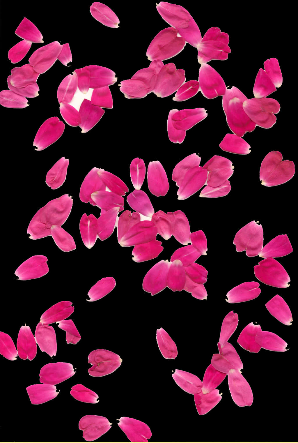 A Group Of Pink Petals On A Black Background