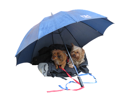 Two Dogs Sitting Under An Umbrella