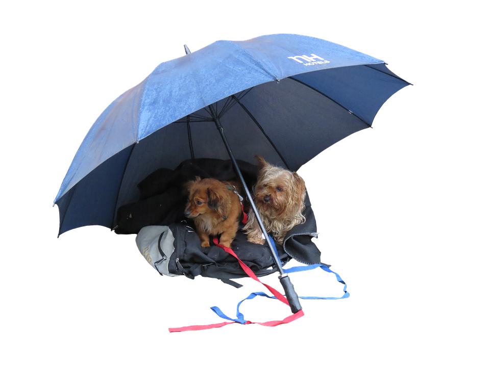 Two Dogs Sitting Under A Blue Umbrella