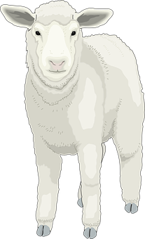 A White Sheep Standing On A Black Background