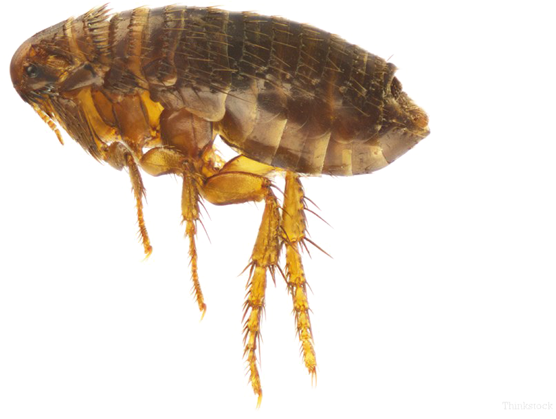A Close Up Of A Flea