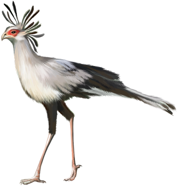 A Bird With Long Legs And A Red Eye