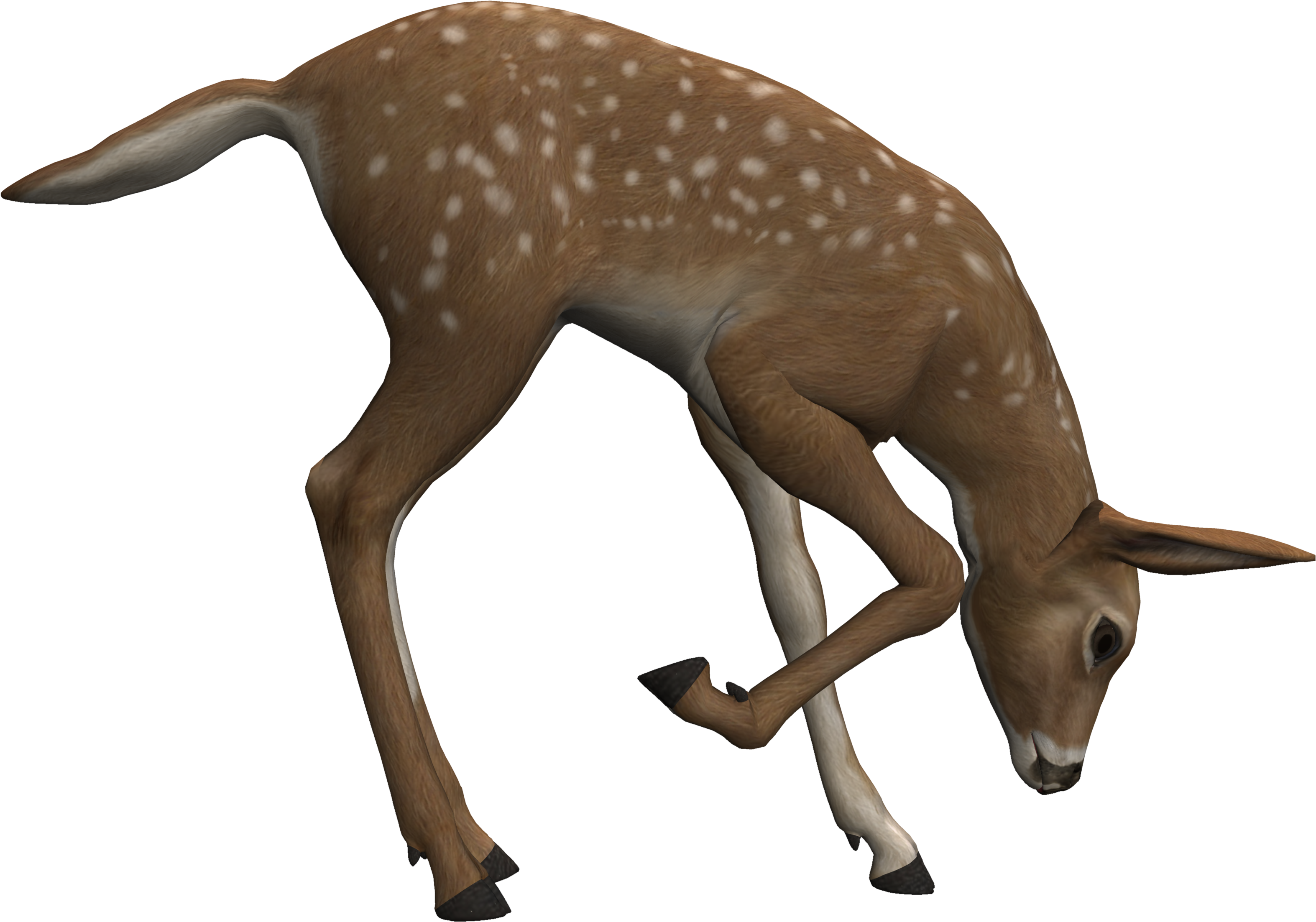 A Deer With White Spots On Its Legs