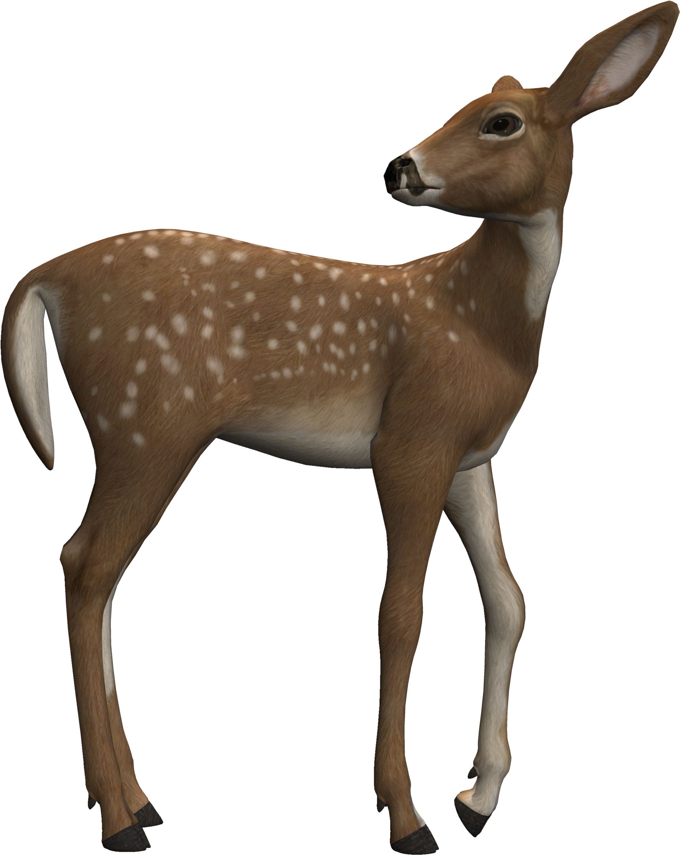 A Close Up Of A Deer