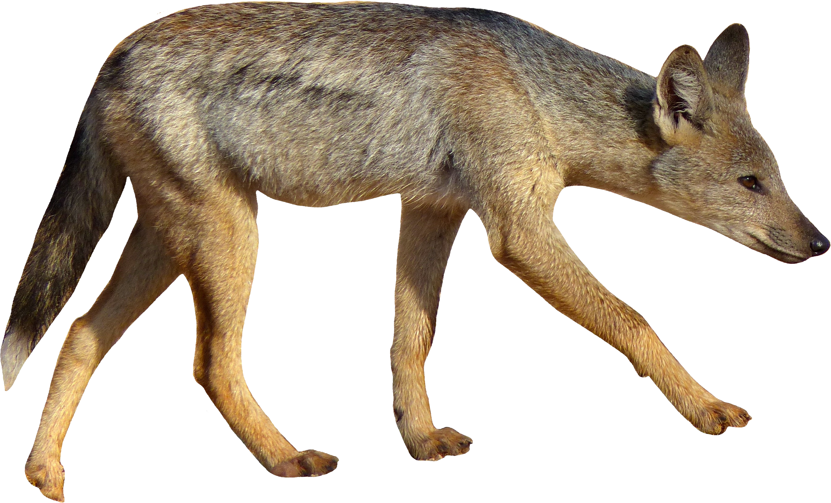 A Close Up Of A Wolf