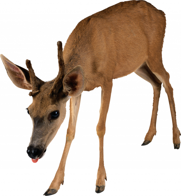 A Deer With Its Tongue Out