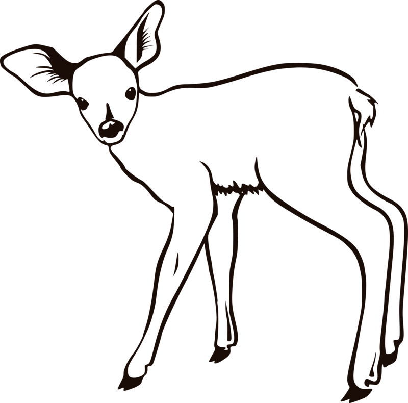 A White Deer With Black Background