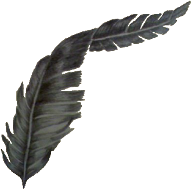 A Black Feather On A Black Background