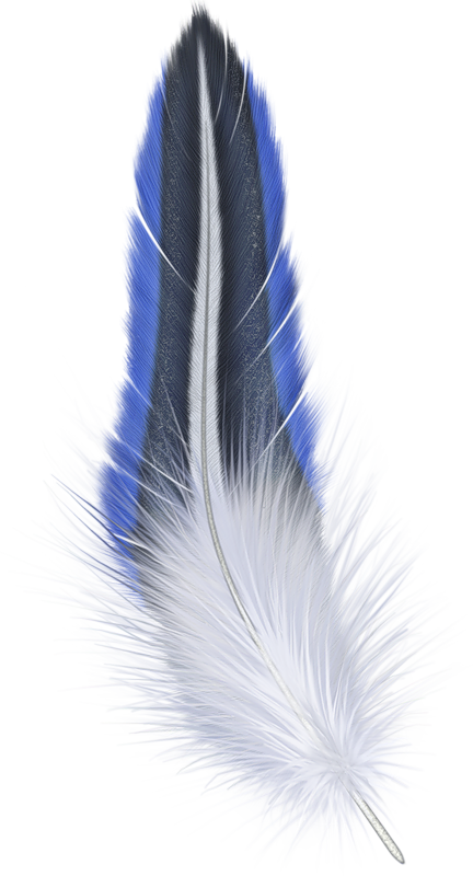 A Close Up Of A Feather