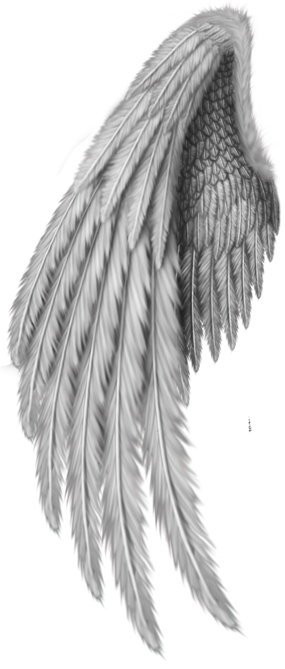 Feather Drawing Png 579 X 1358