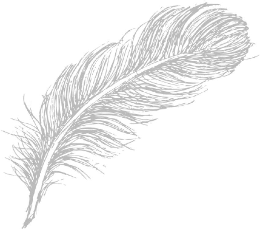 A White Feather On A Black Background