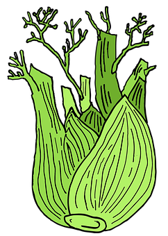 Fennel Png 242 X 340