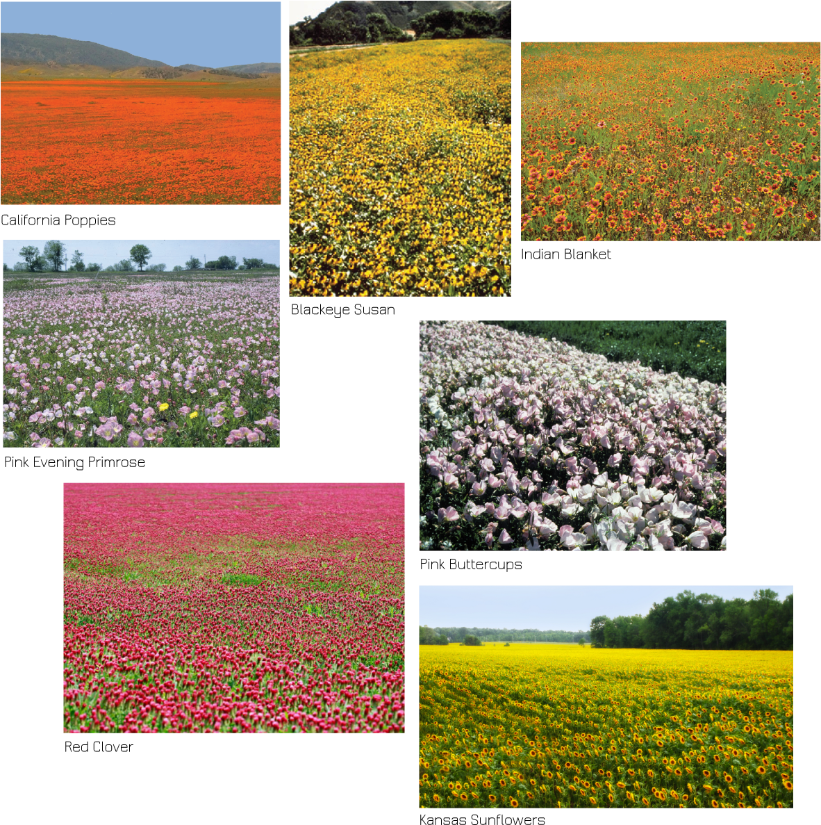 A Collage Of Different Flowers