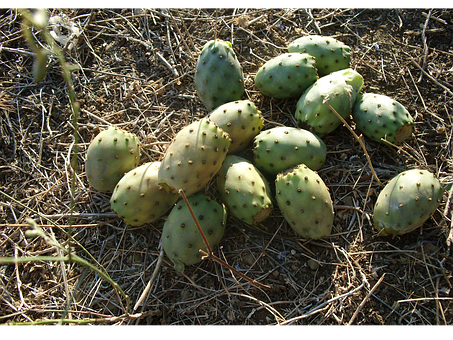 A Group Of Cactus Fruits On The Ground