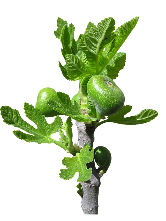A Fig Tree With Green Leaves And Fruit