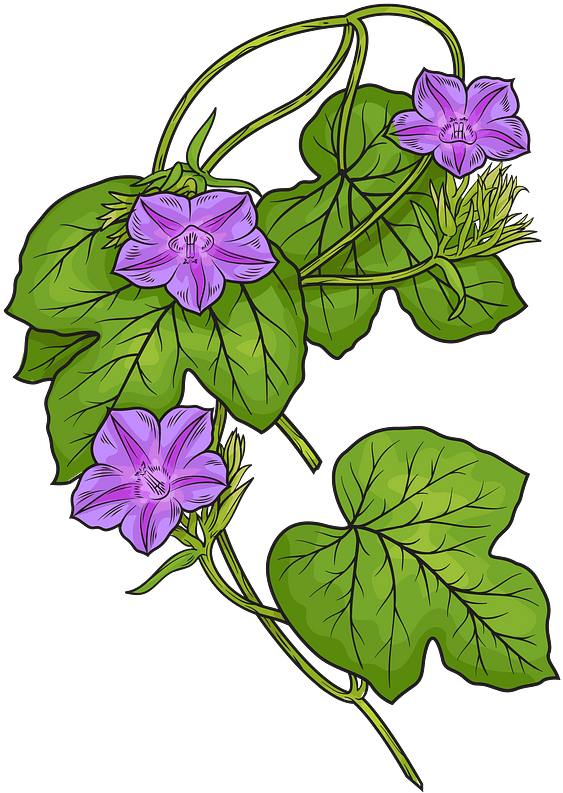 A Purple Flowers And Green Leaves