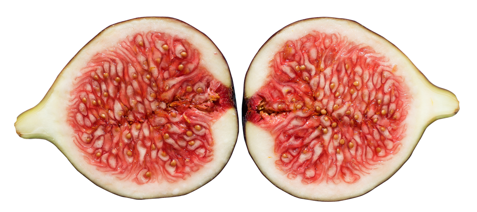 Fig Png 1634 X 726