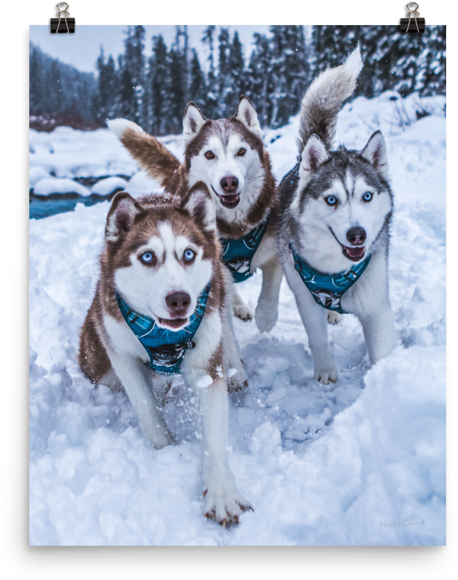 A Group Of Dogs Running In The Snow
