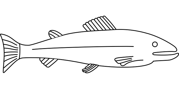 A White Fish With Black Background