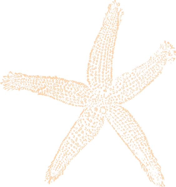 A Starfish On A Black Background