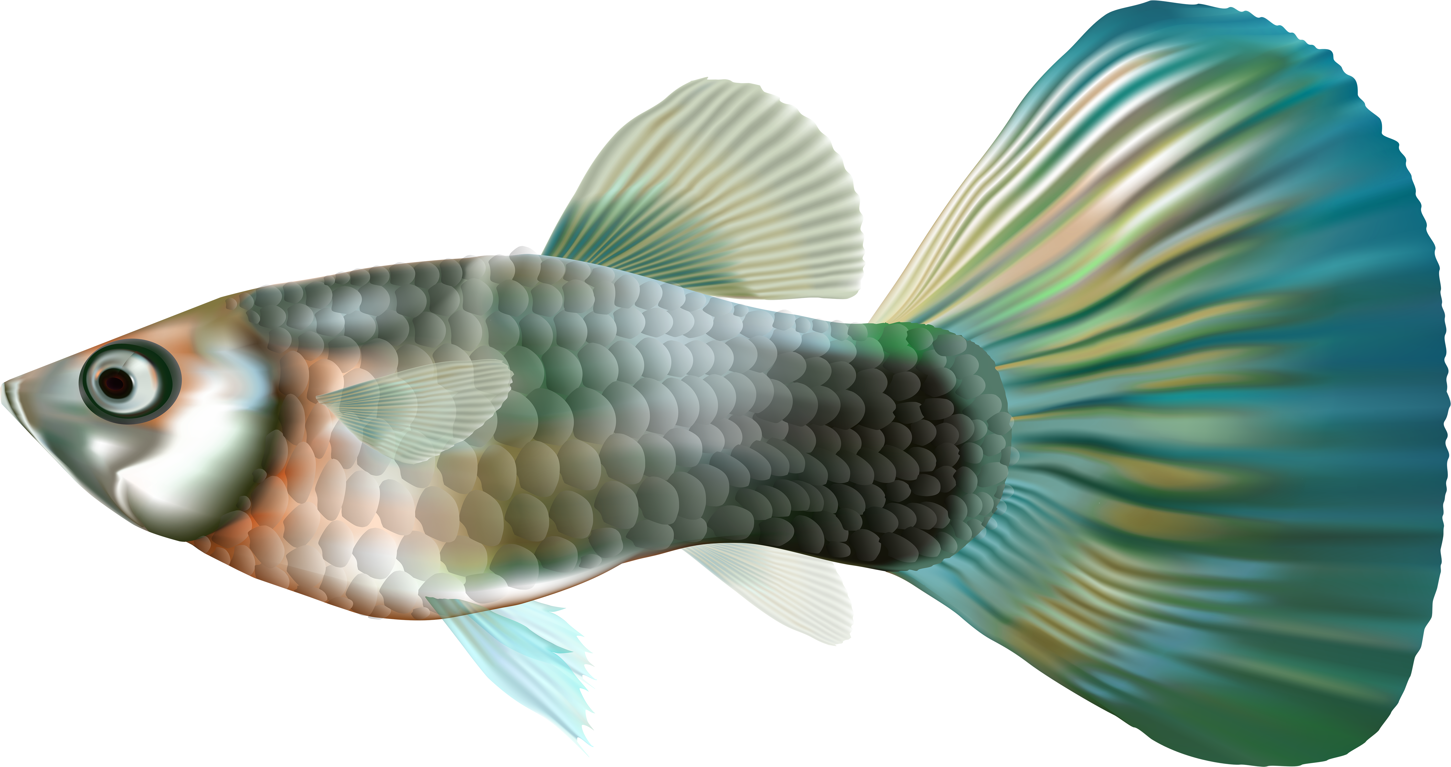 Fish Clipart Underwater - Transparent Guppy Fish Png, Png Download