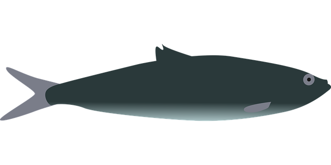 A Grey Fish With A Black Background