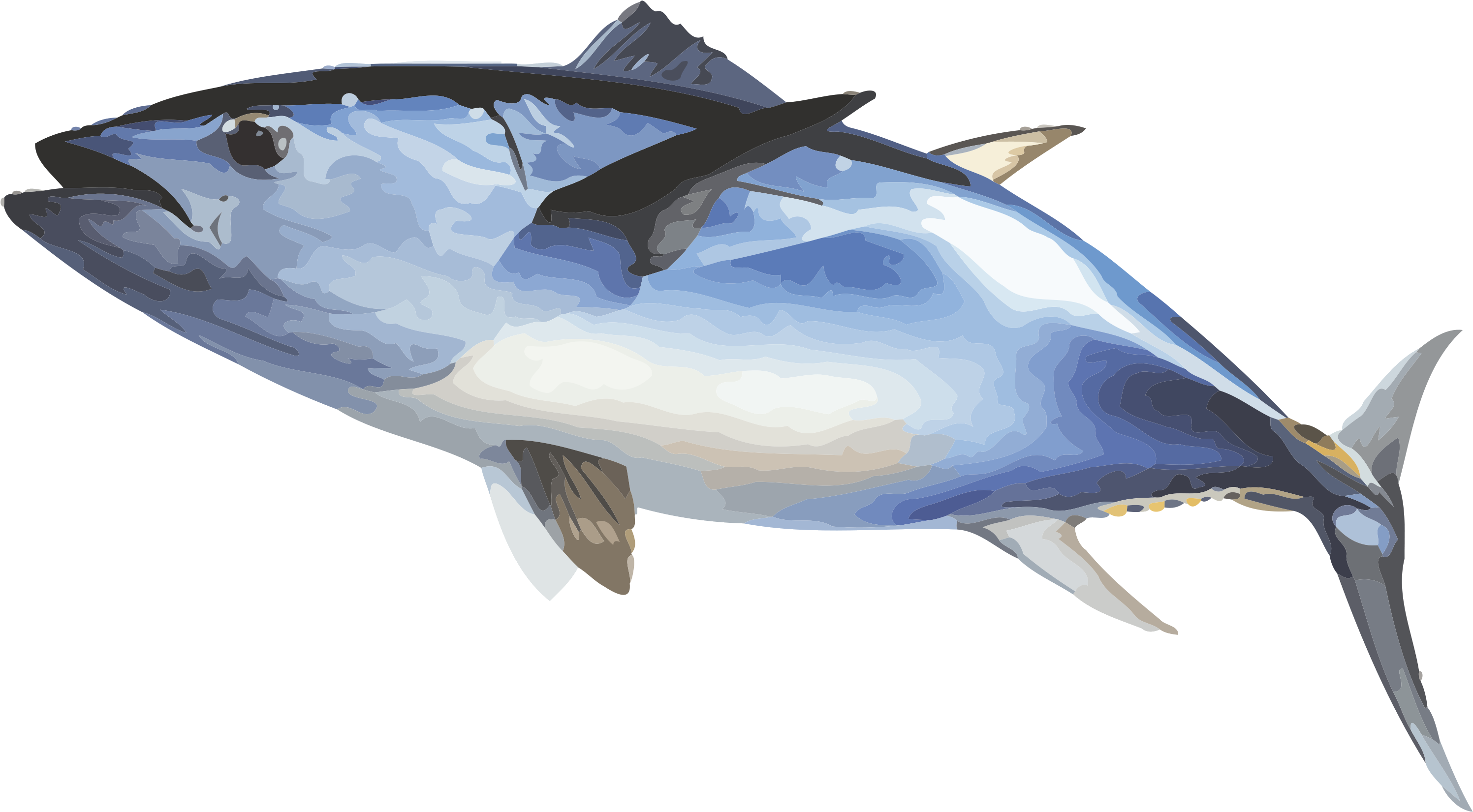 Fish Ecosia Inewconcom Your Transparent Background - Bluefin Tuna Fish Transparent, Hd Png Download