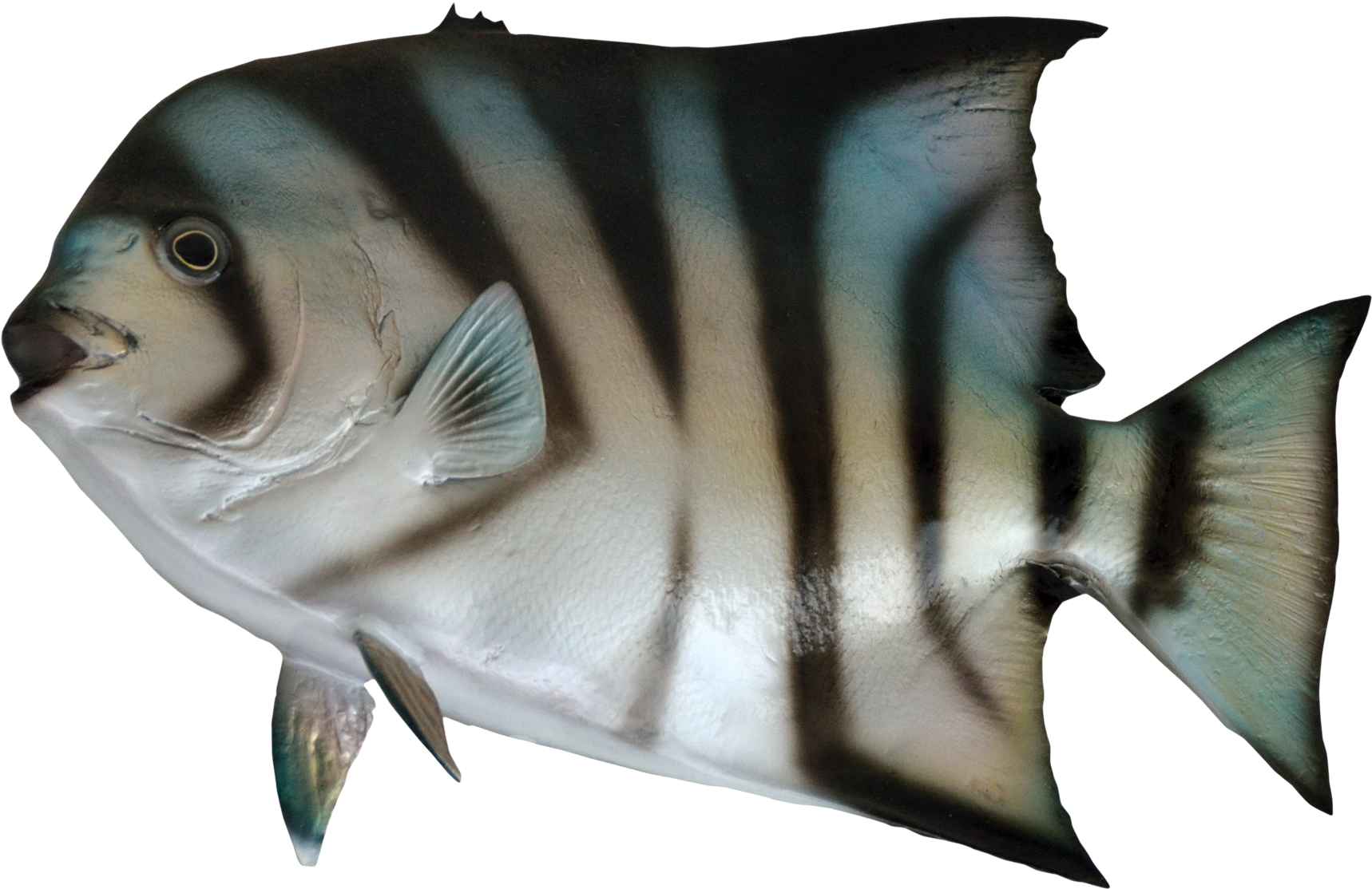 Fish For Sea Png, Transparent Png