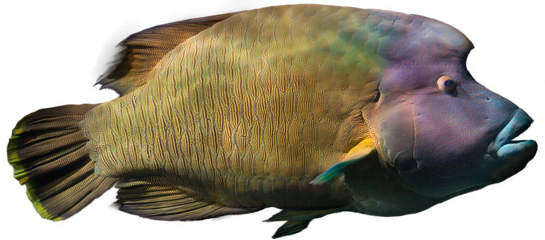 Humphead Wrasse Fish