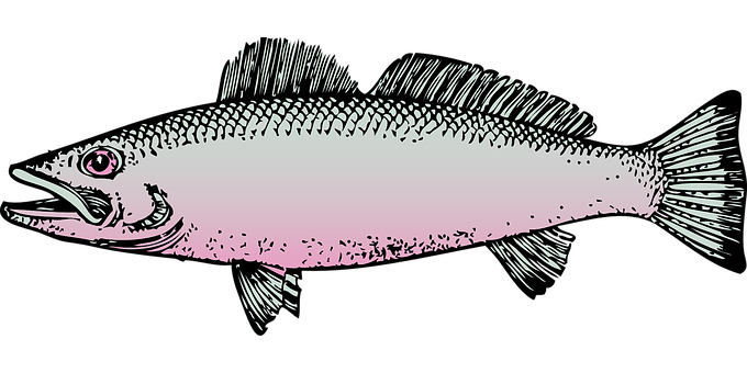 A Fish With A Pink Tail